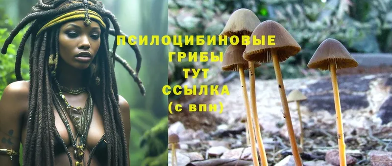 купить  сайты  Гай  Галлюциногенные грибы Cubensis 